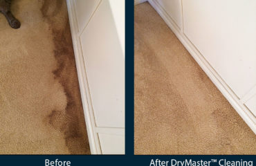 professional carpet cleaning before and after photos