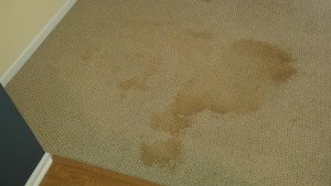 Water Stain on carpet