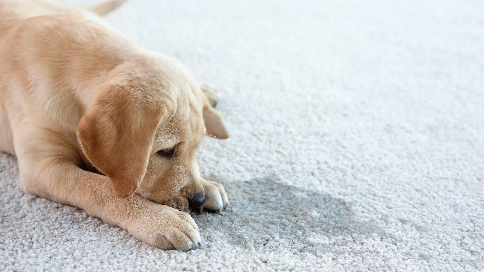 How To Remove Pet and Mold Smells From Carpets